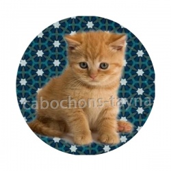 chaton