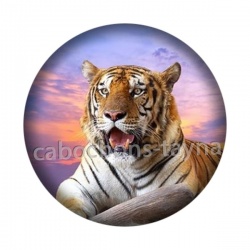 tigre