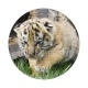 lionceau