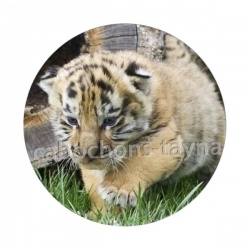 lionceau