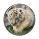 Cabochon Résine - lionceau