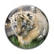 Cabochon Verre - lionceau