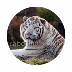 tigre