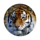 tigre