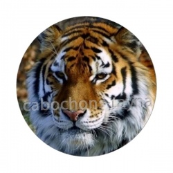 tigre