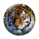 Cabochon Verre - tigre