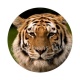 tigre