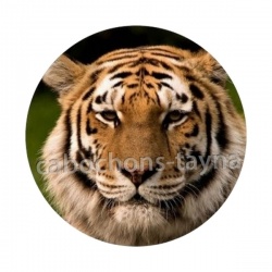 tigre