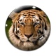 Cabochon Verre - tigre