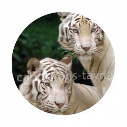 tigre