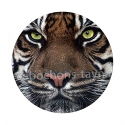 tigre
