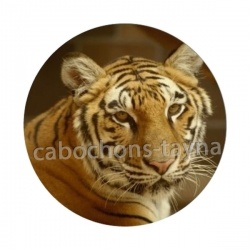 tigre