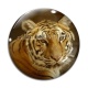 Cabochon Verre - tigre