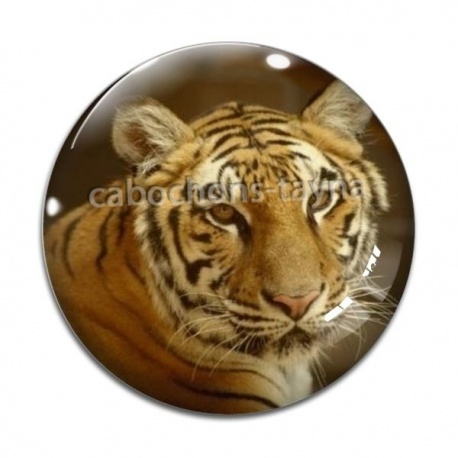 Cabochon Verre - tigre