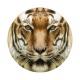 tigre