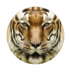tigre