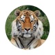 tigre