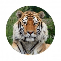 tigre