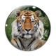 Cabochon Verre - tigre