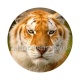 tigre