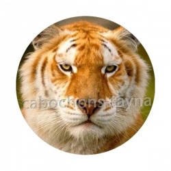 tigre