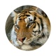 tigre