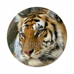 tigre
