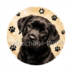chien
