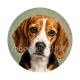 chien