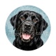chien