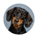 chien