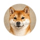 chien