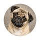 chien