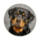chien