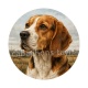 chien