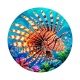 poisson