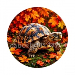 tortue de terre