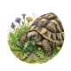 tortue de terre