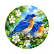 oiseaux