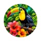 toucan