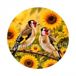 oiseaux