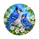 oiseaux