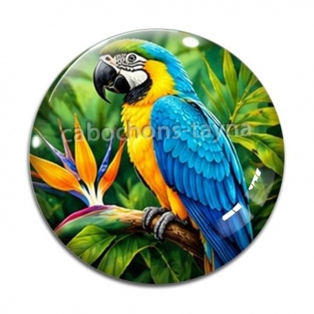 Cabochon Verre - perroquet
