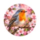 oiseaux 