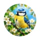 oiseaux