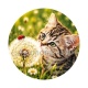 chaton
