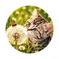 chaton