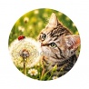 chaton