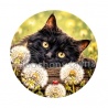 chat