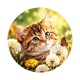 chaton fleur